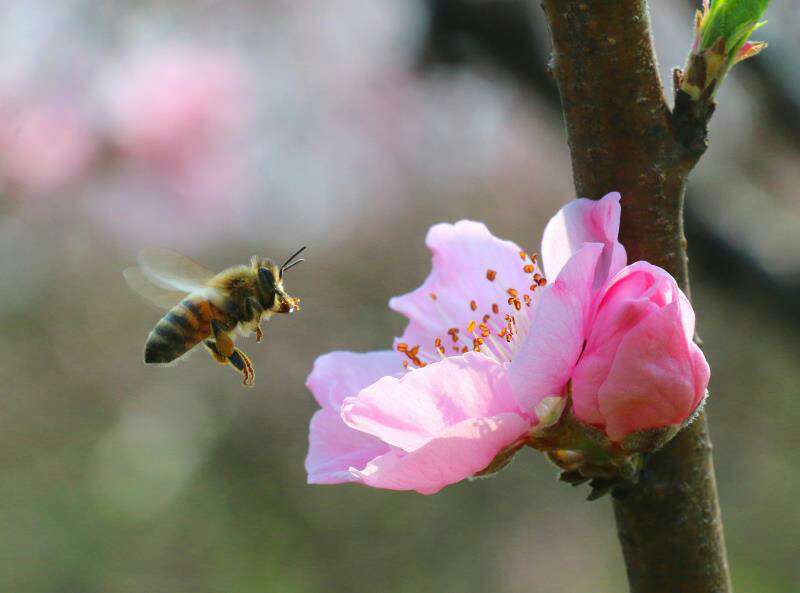 "杏"花怒放 让人"桃"醉